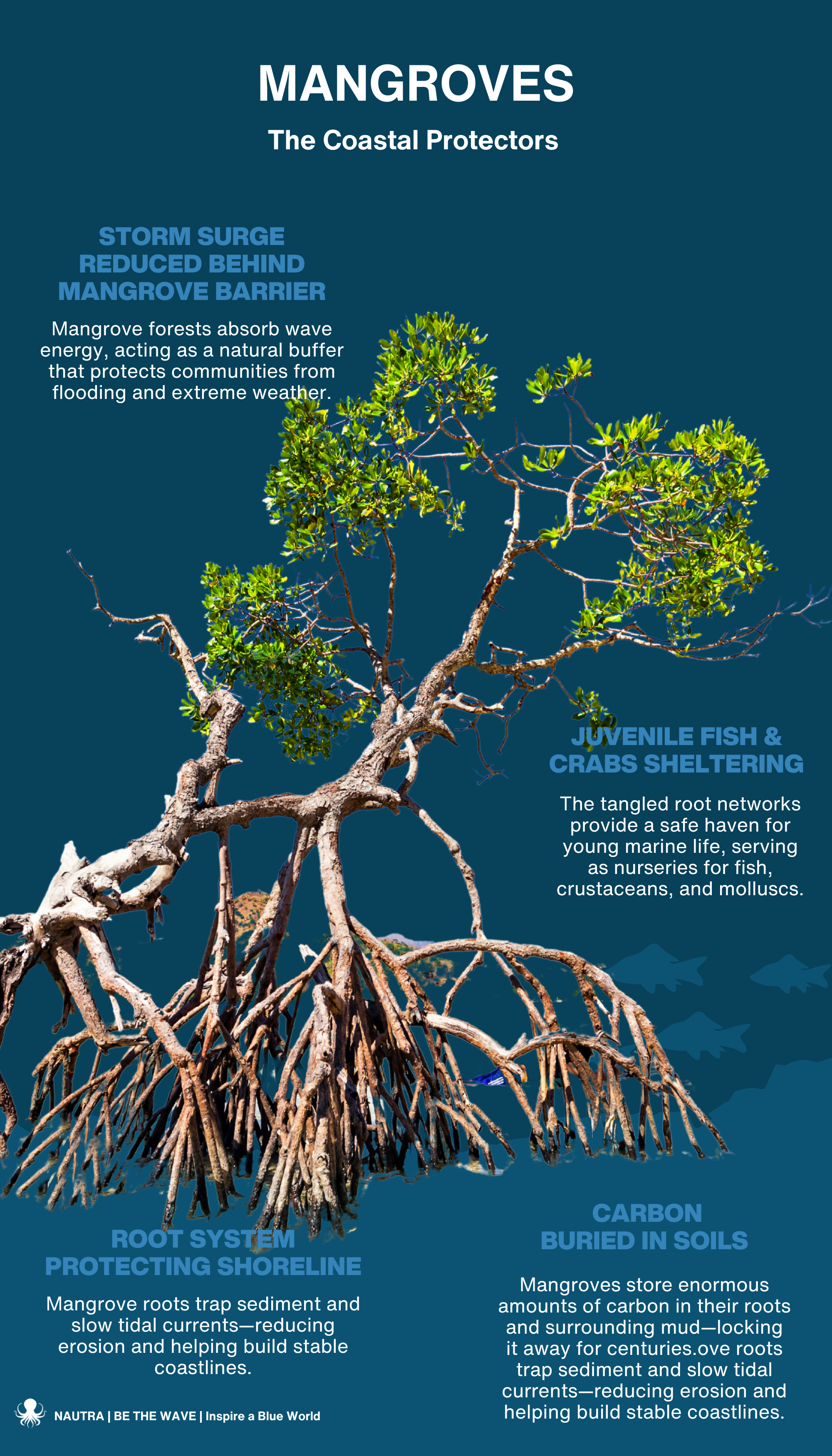 Mangrove_forest_benefits_infographic