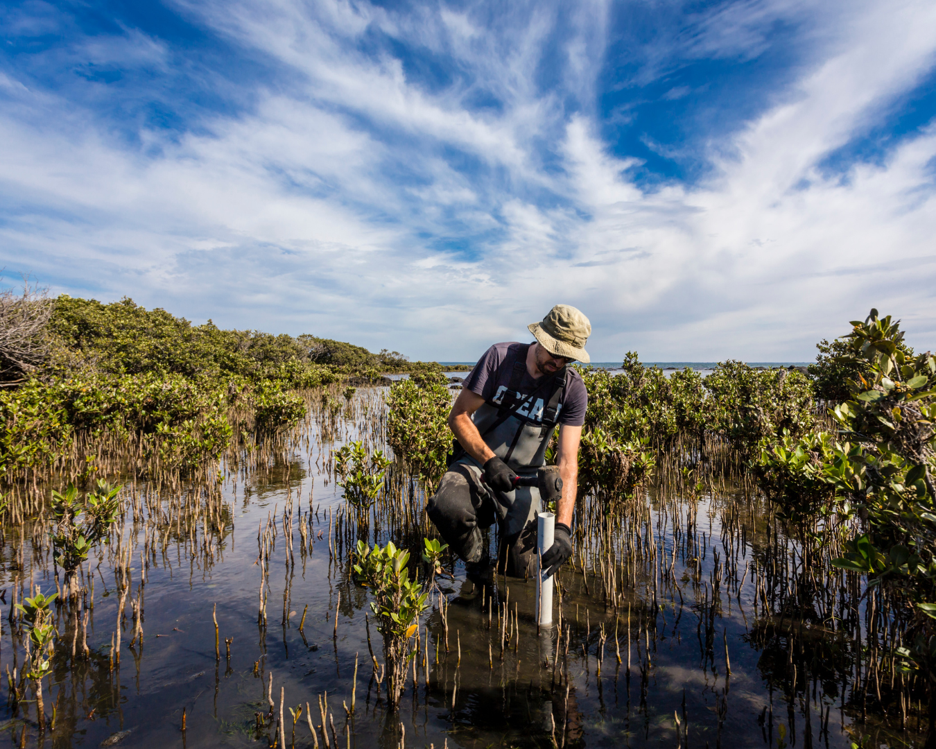 Mangrove_restoration