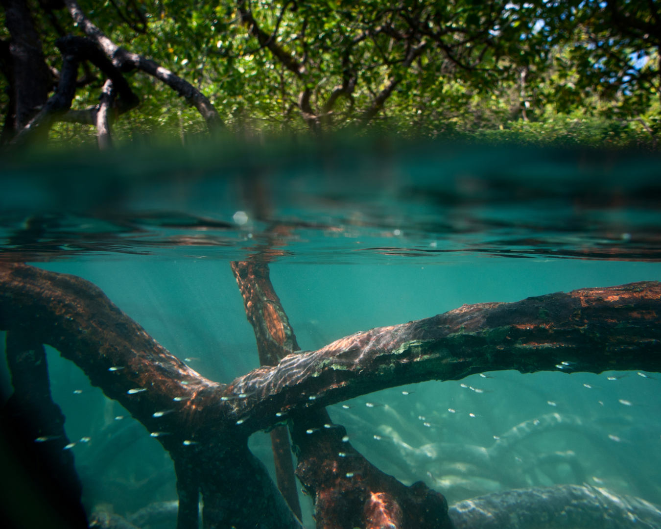Mangroves_fish