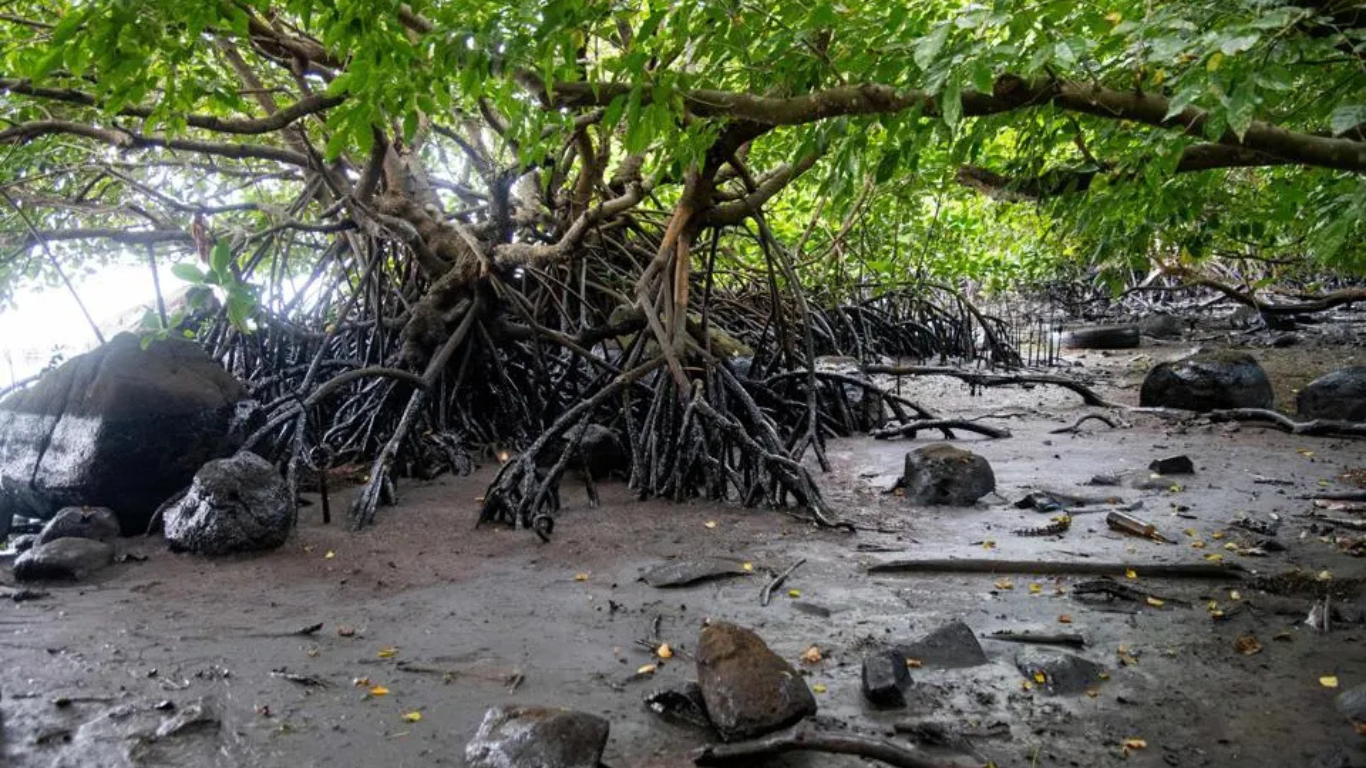 Oil_spill_mangrove_forest