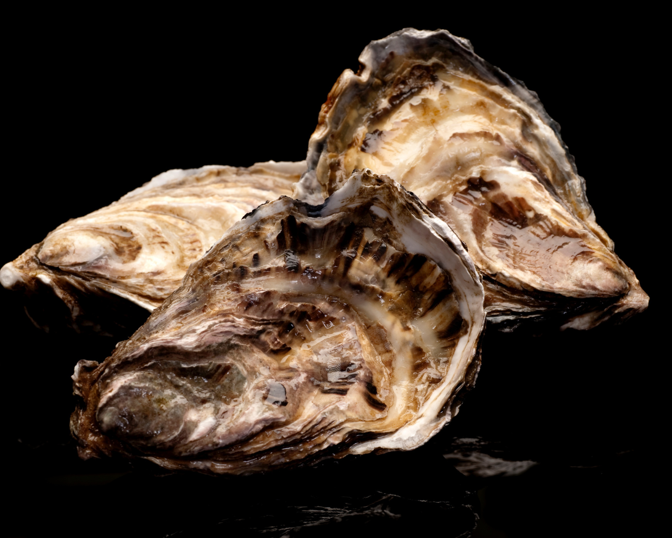 Oysters