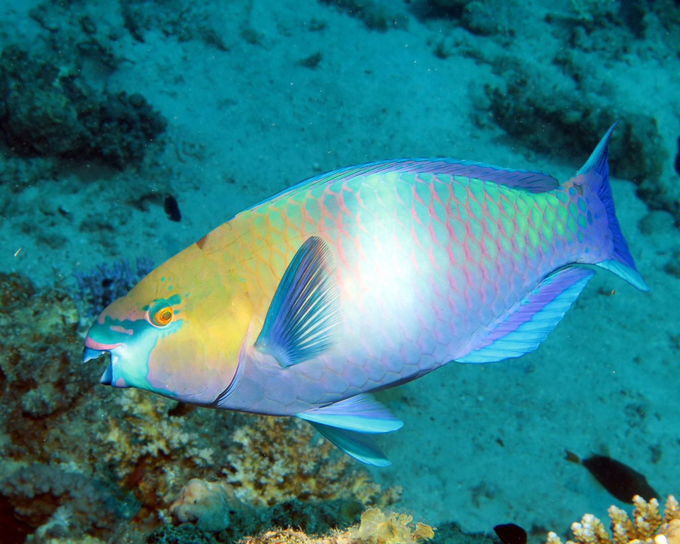 Parrotfish