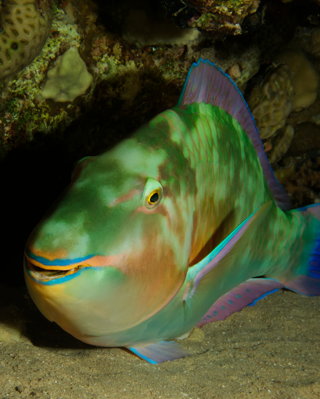 Parrotfish_1