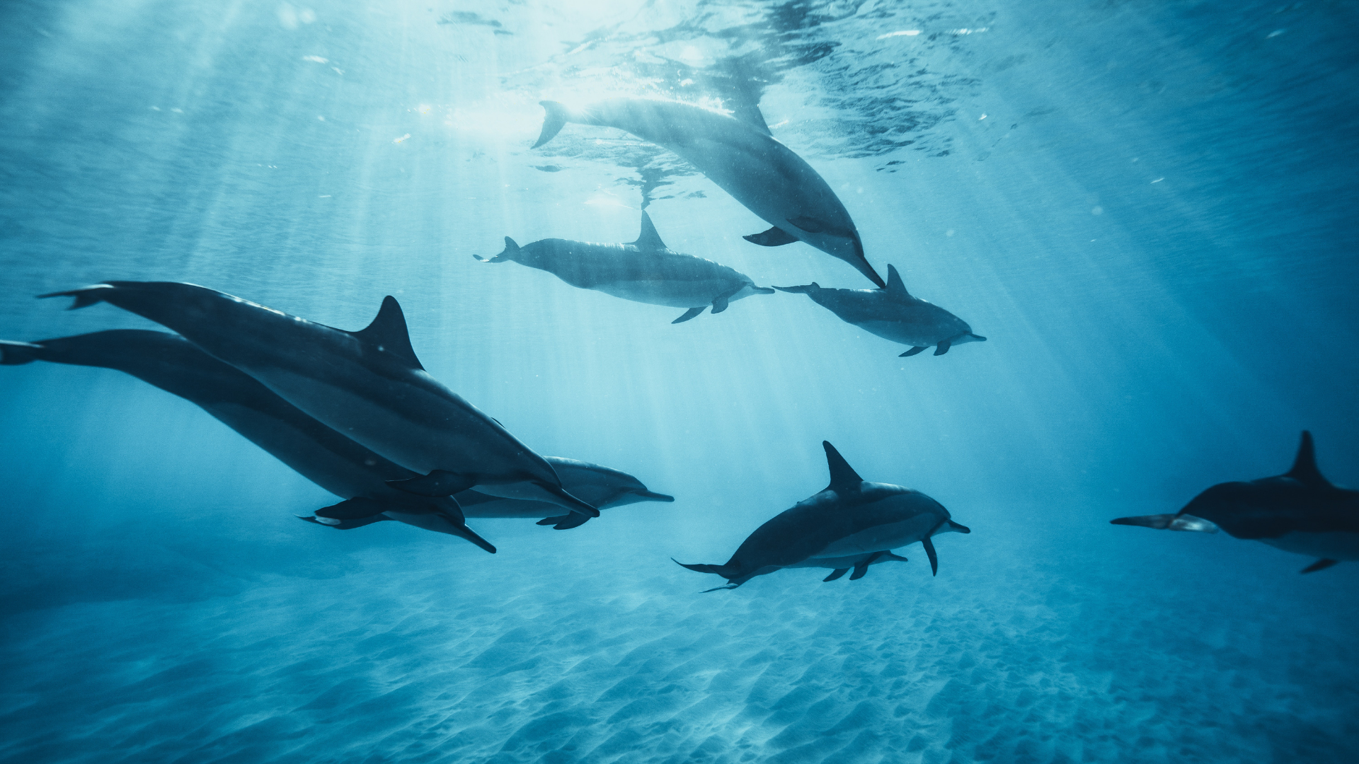 Pod_of_dolphins
