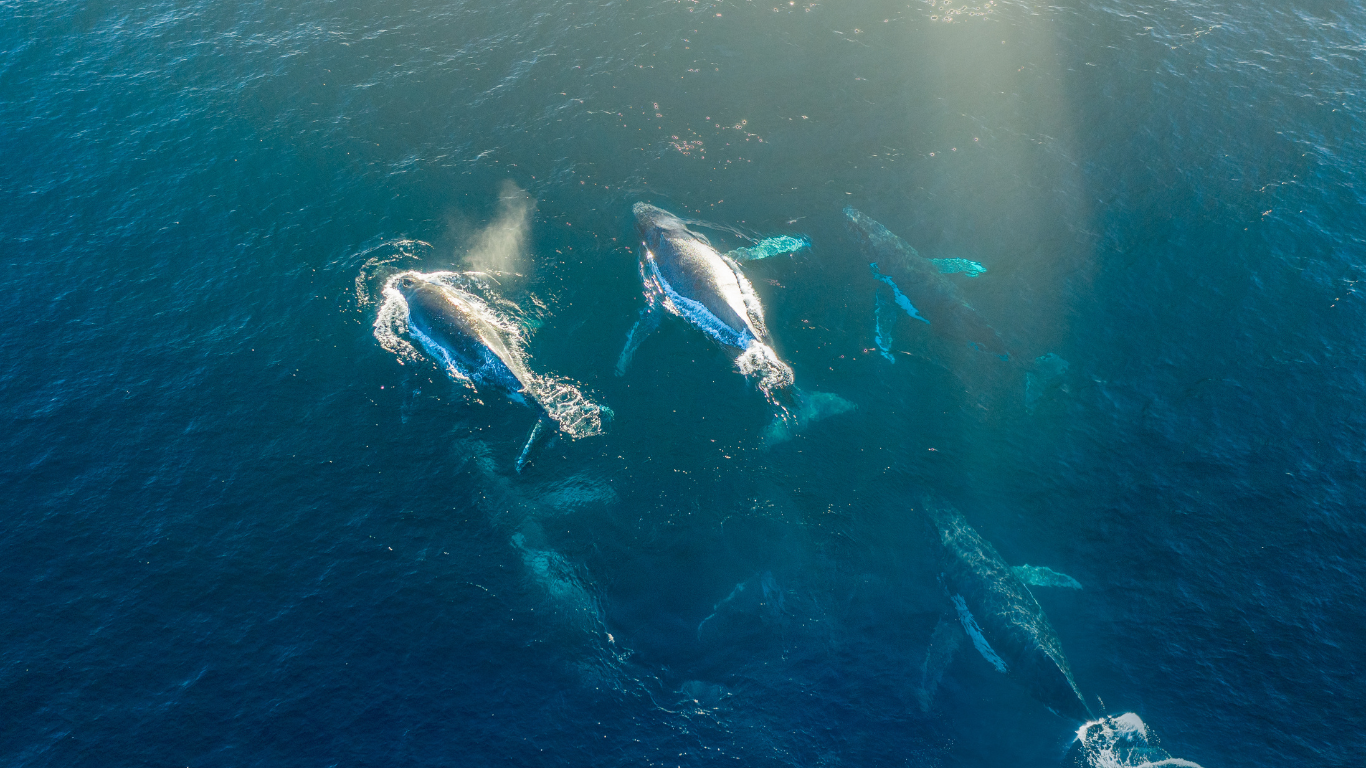 Pod_of_whales_aerial_view