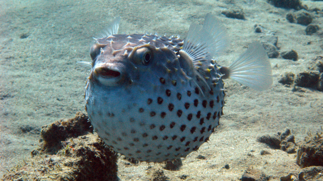 Pufferfish
