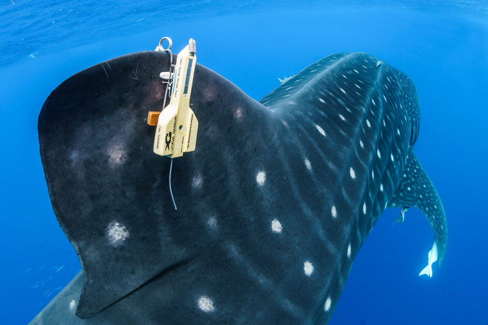Satellite_Tags_whale_shark