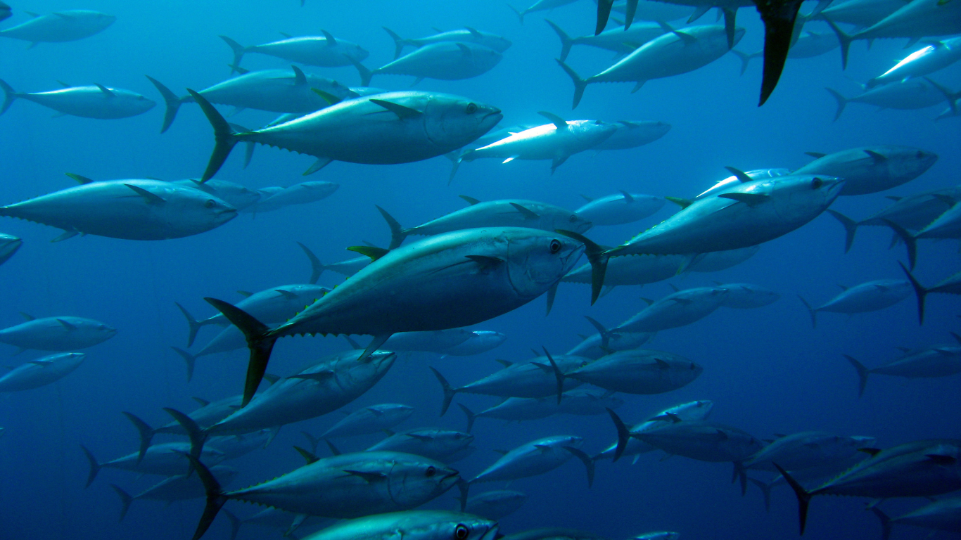 School_of_bluefin_tuna