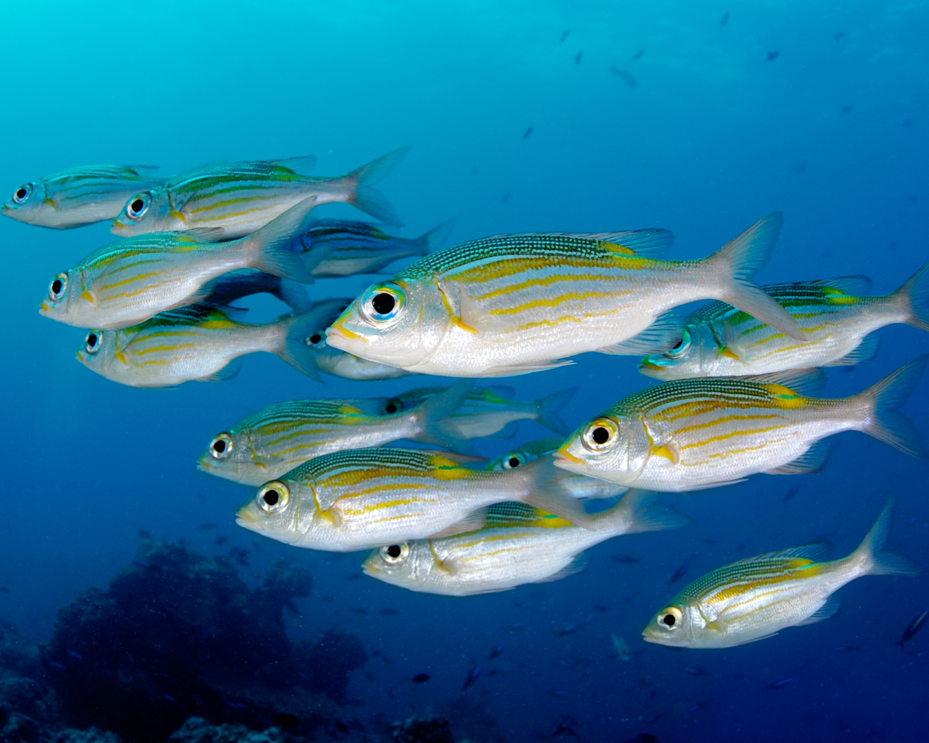School_of_colourful_fish
