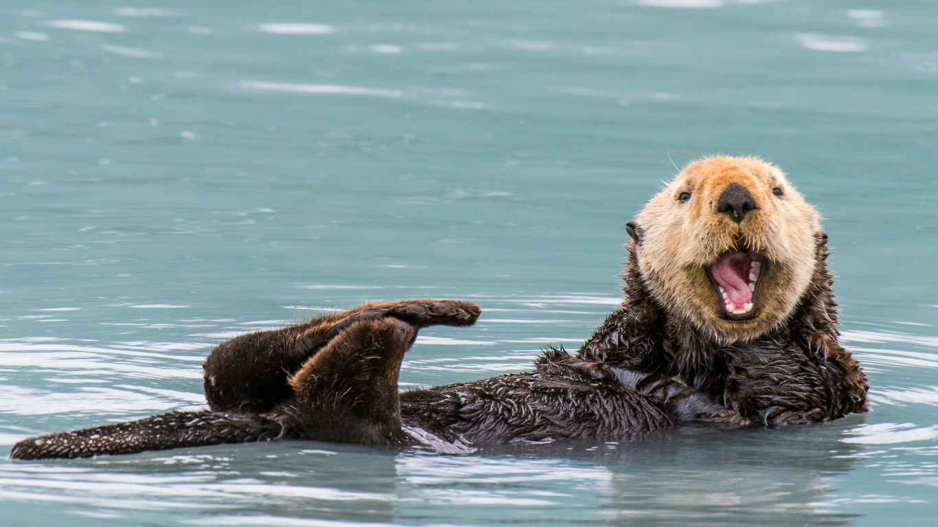 Sea_Otter smilling