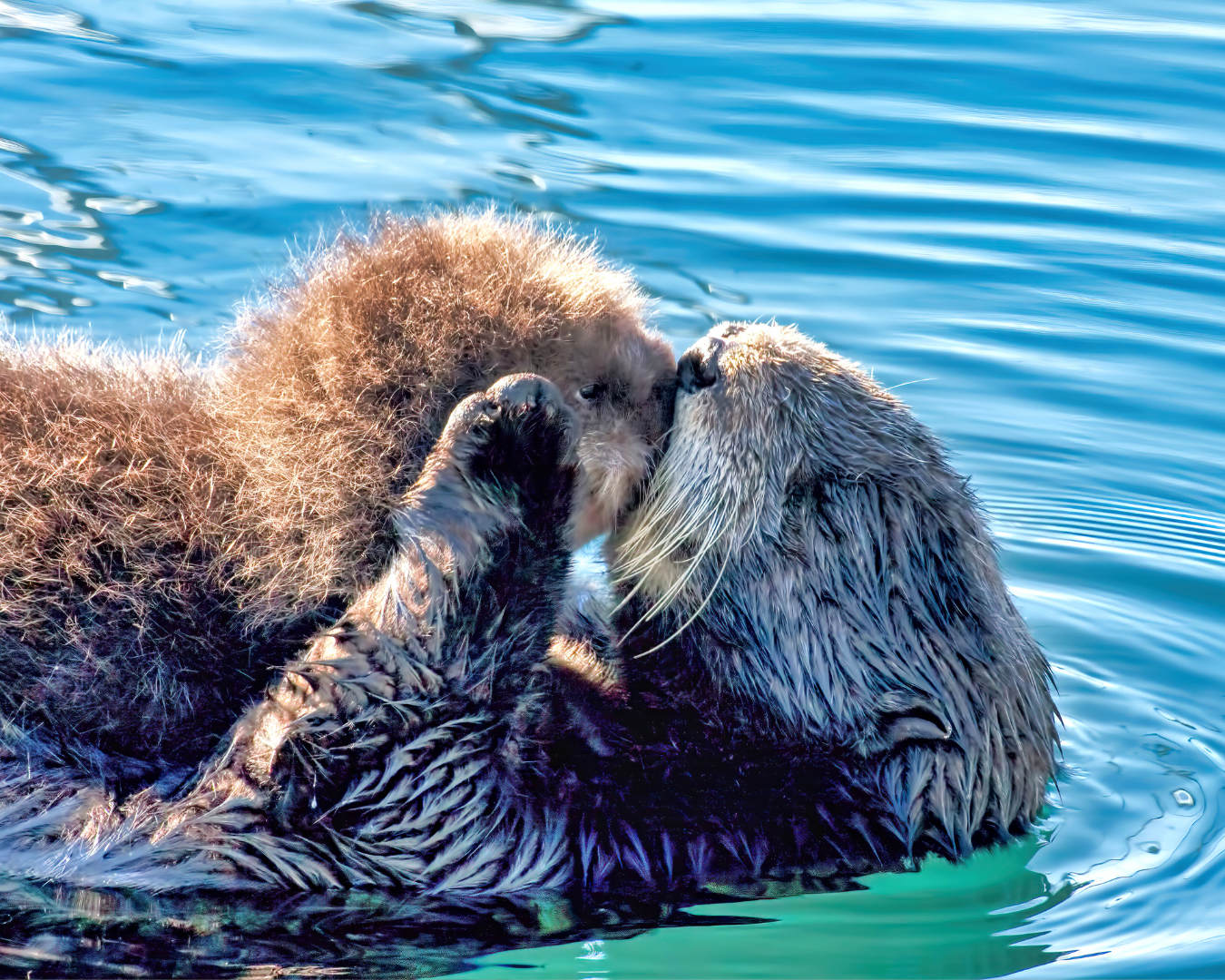 Sea_otter_mum_and_baby