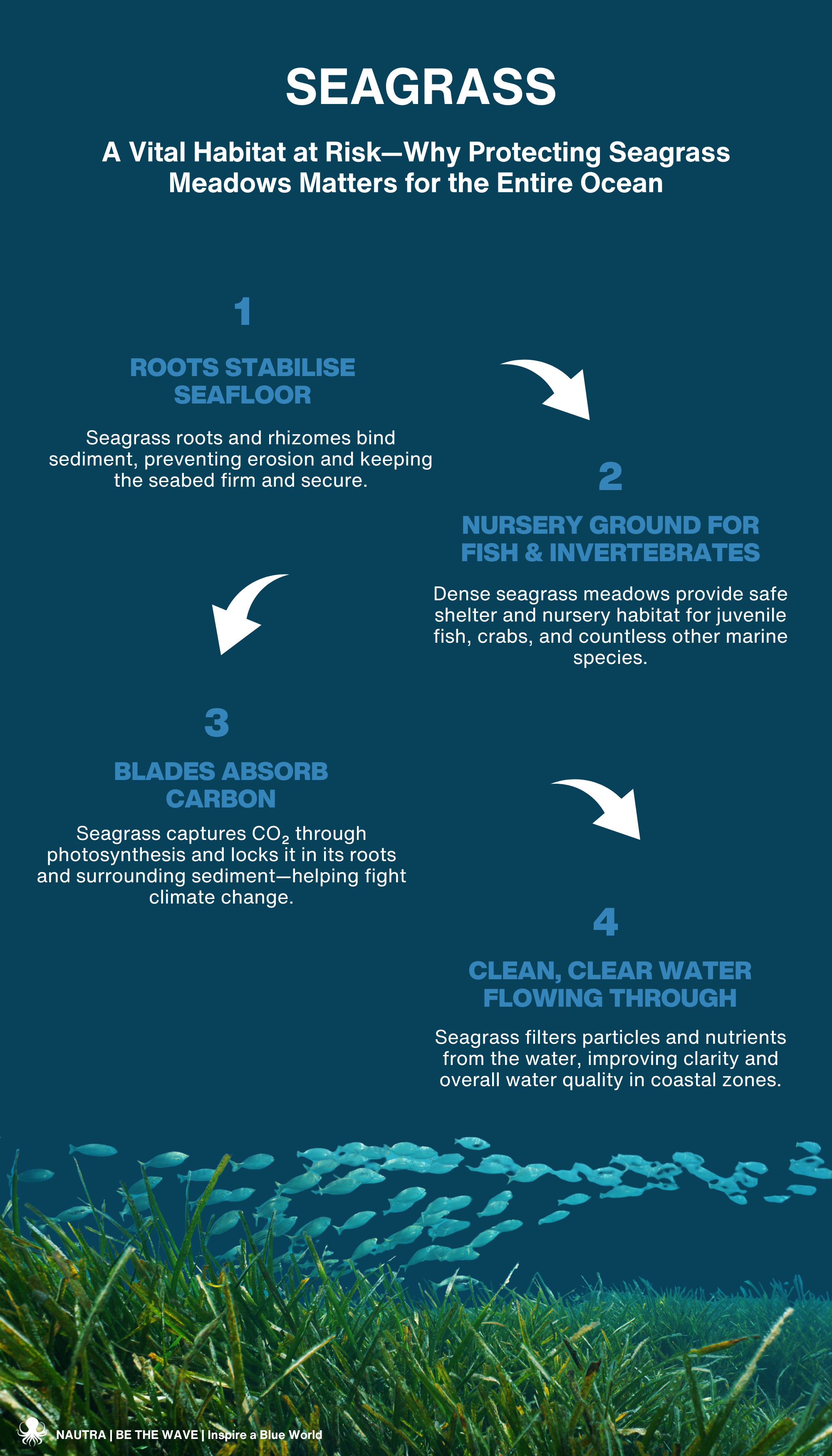 Seagrass_A_Vital_Habitat_at_Risk_Why_Protecting_Seagrass_Meadows_Matters_for_the_Entire_Ocean_Infographic