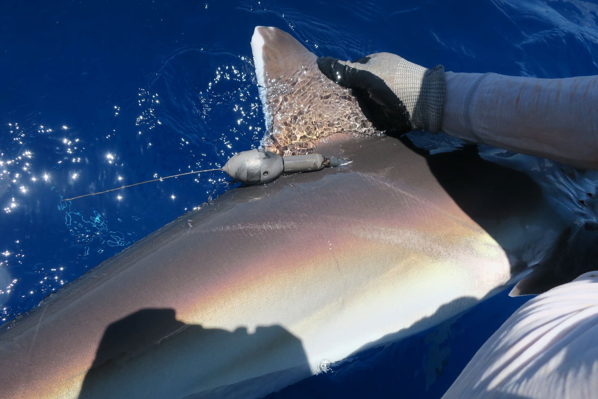 Shark_with_accoustic_tag