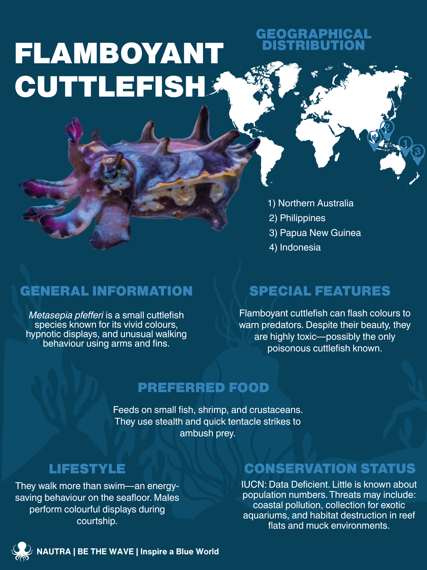 Species_Overview_Infographic_Flamboyant_Cuttlefish