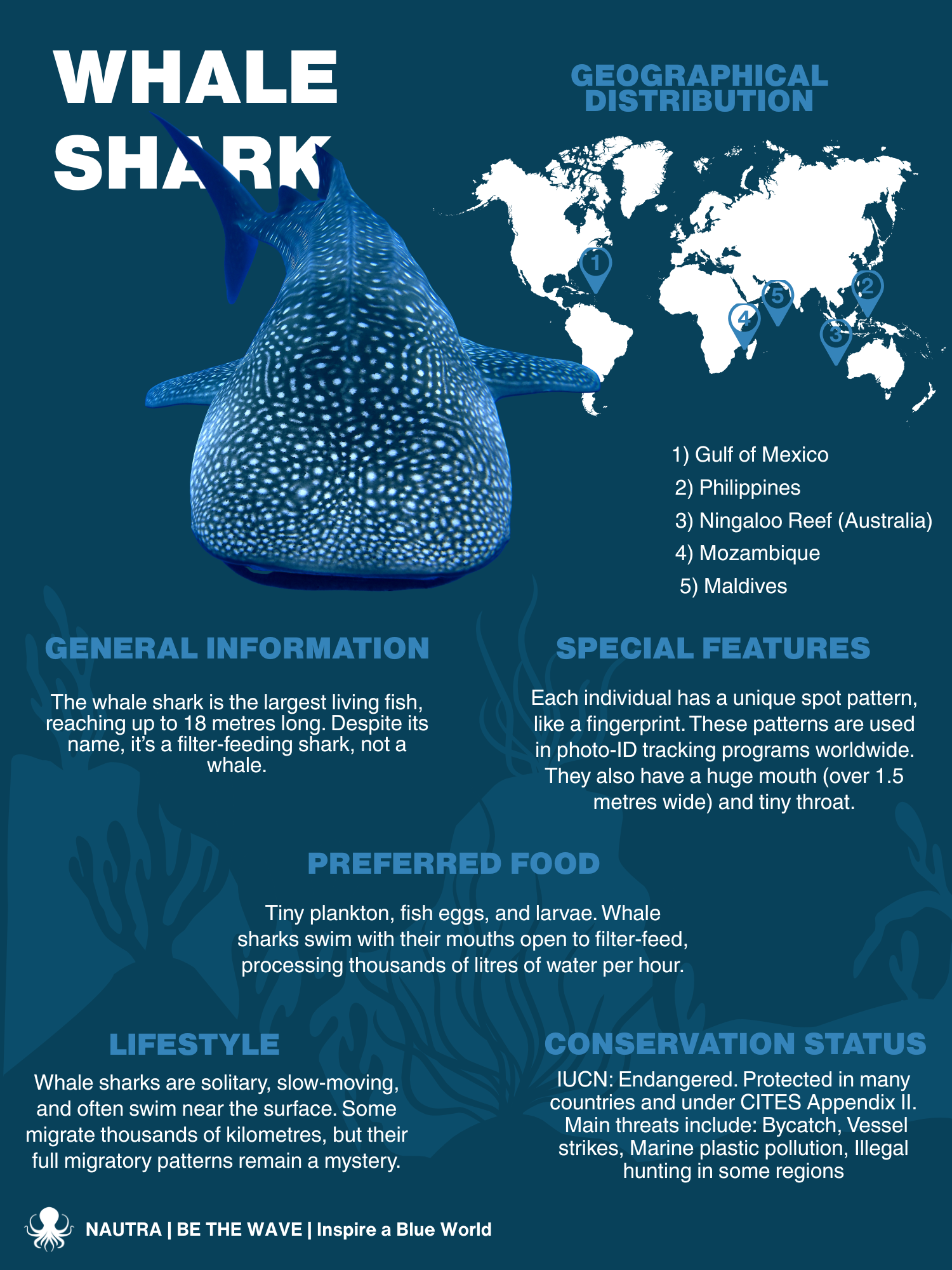 Species_Overview_Infographic_whale_shark