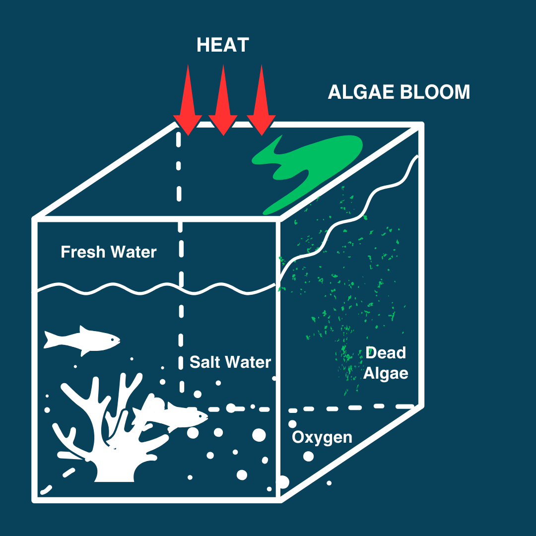 How dead zone forms_step 2