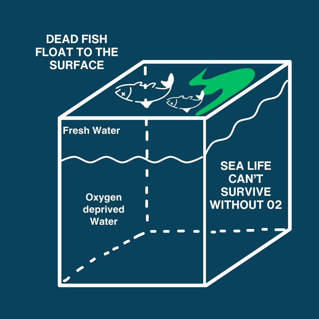 How dead zone forms_step 3