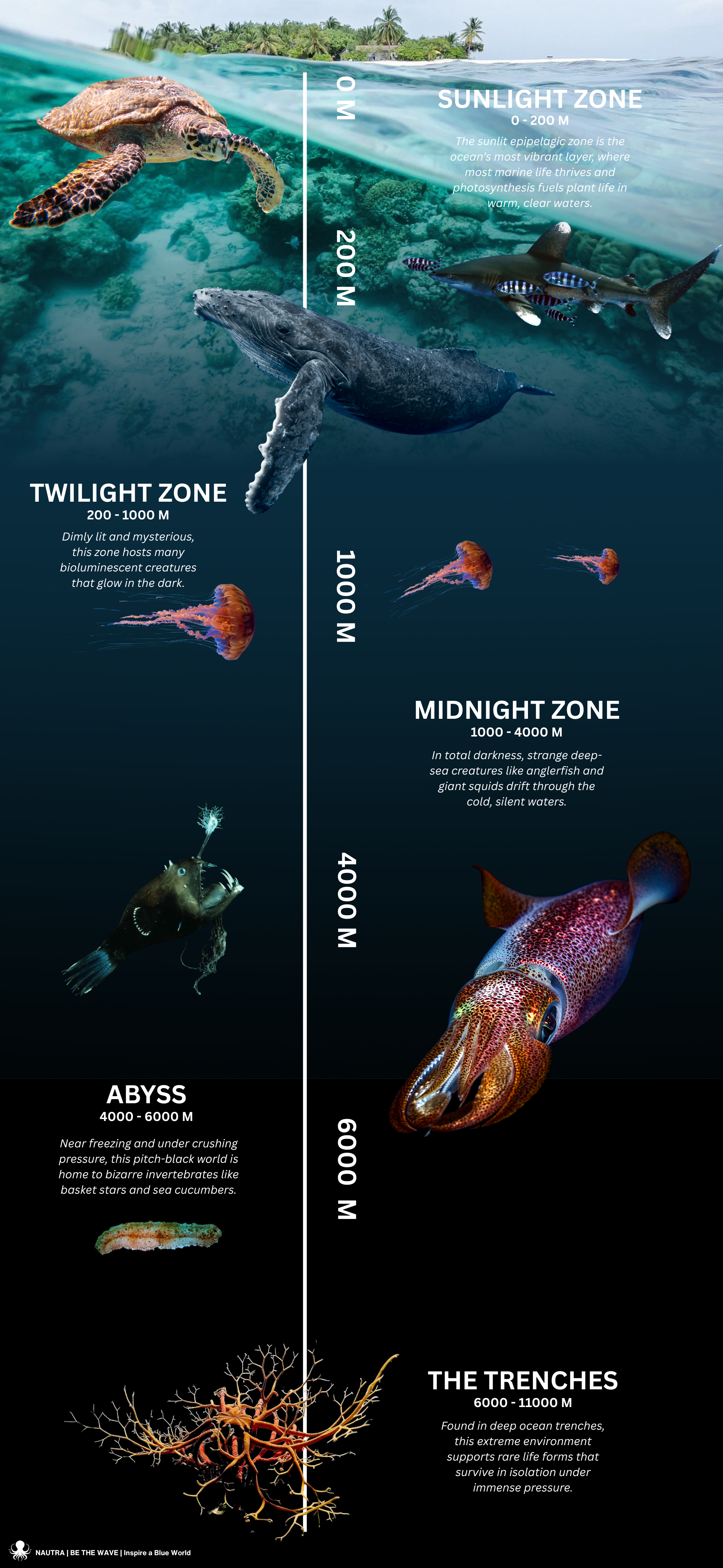 The_Layers_of_the_Deep_Ocean