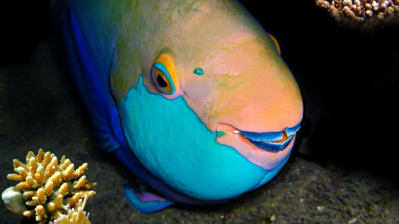 Parrotfish