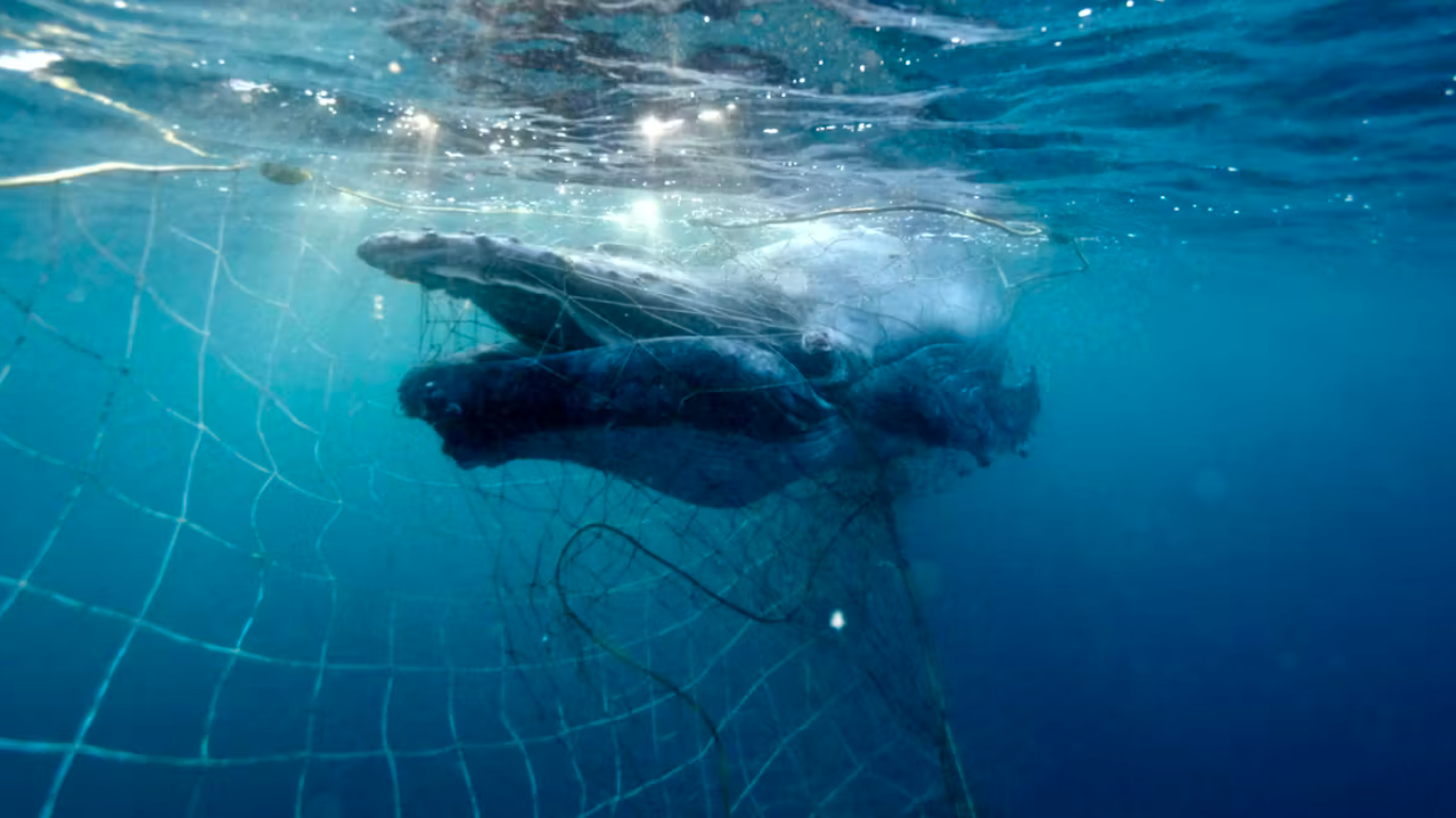 Trapped_humpback_whale