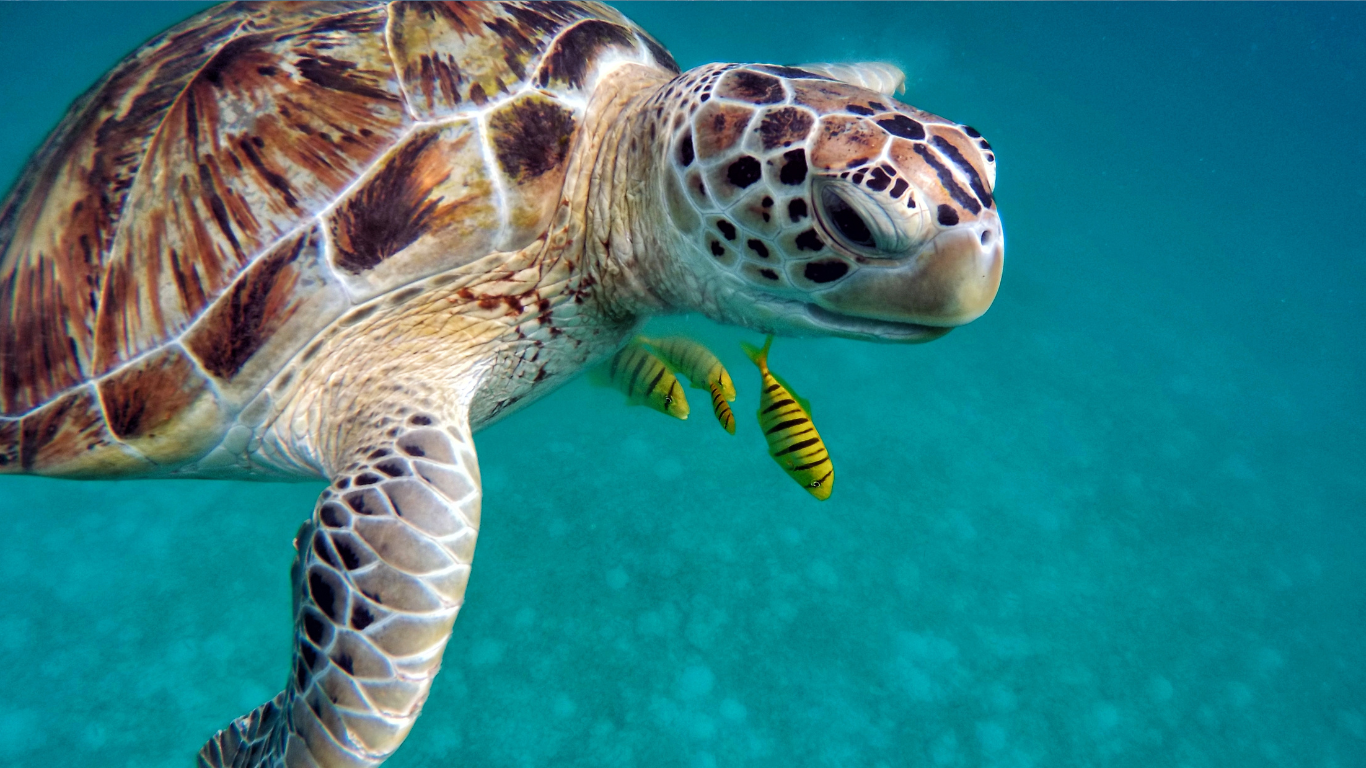 Turtle_shallow_waters