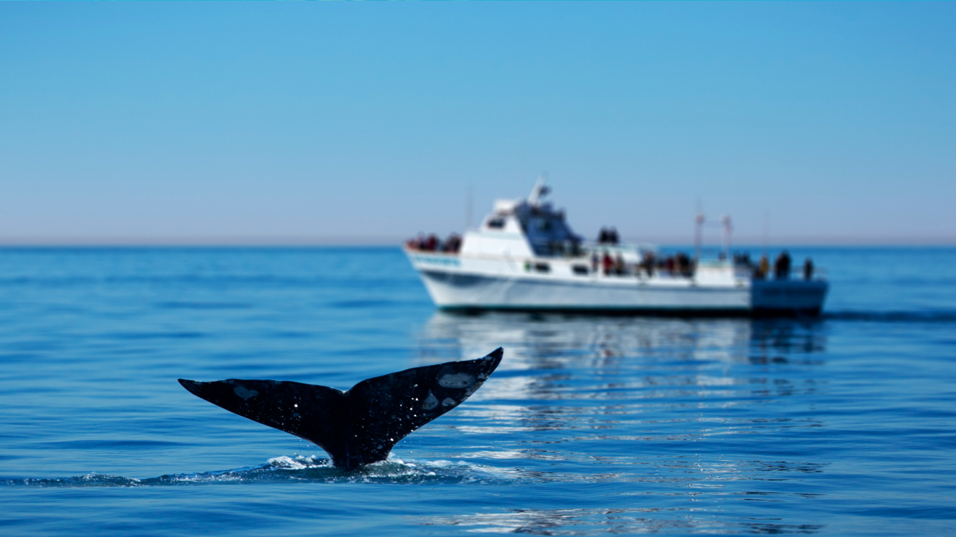 Whale_and_boat_noise_pollution