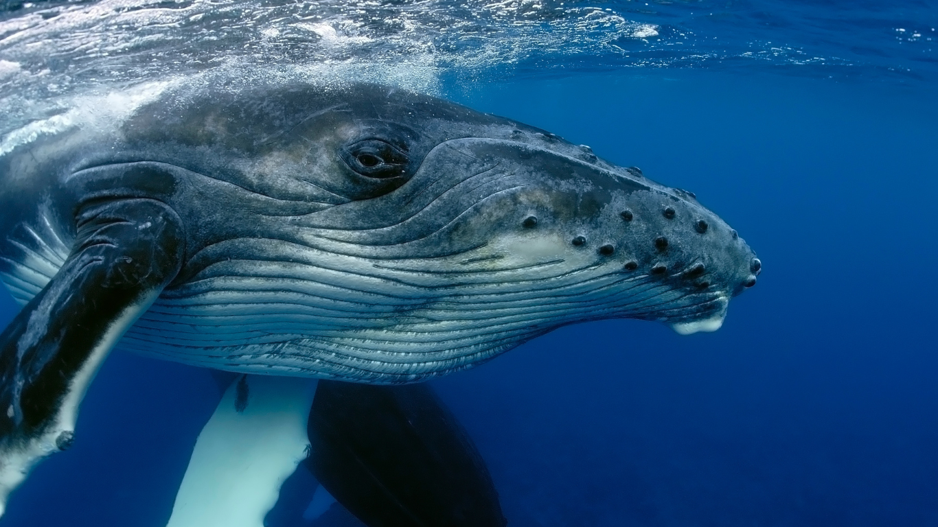 Whale_close_up