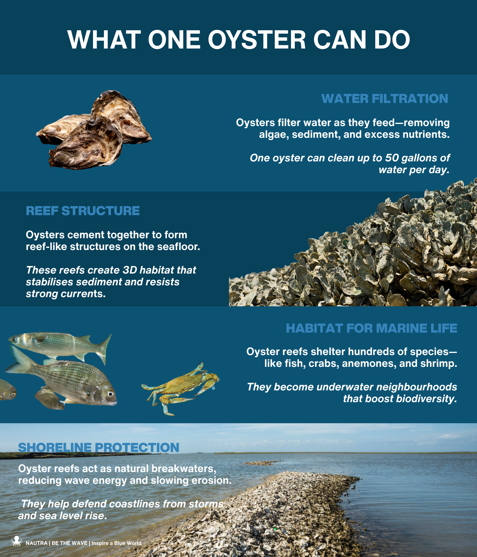 What_One_Oyster_Can_Do infographic
