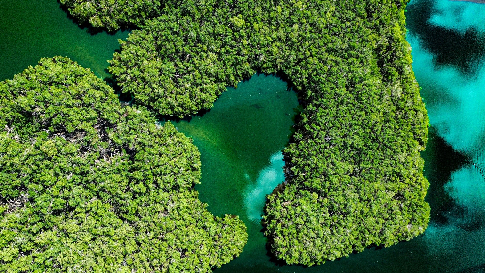 aerial_view_mangroves