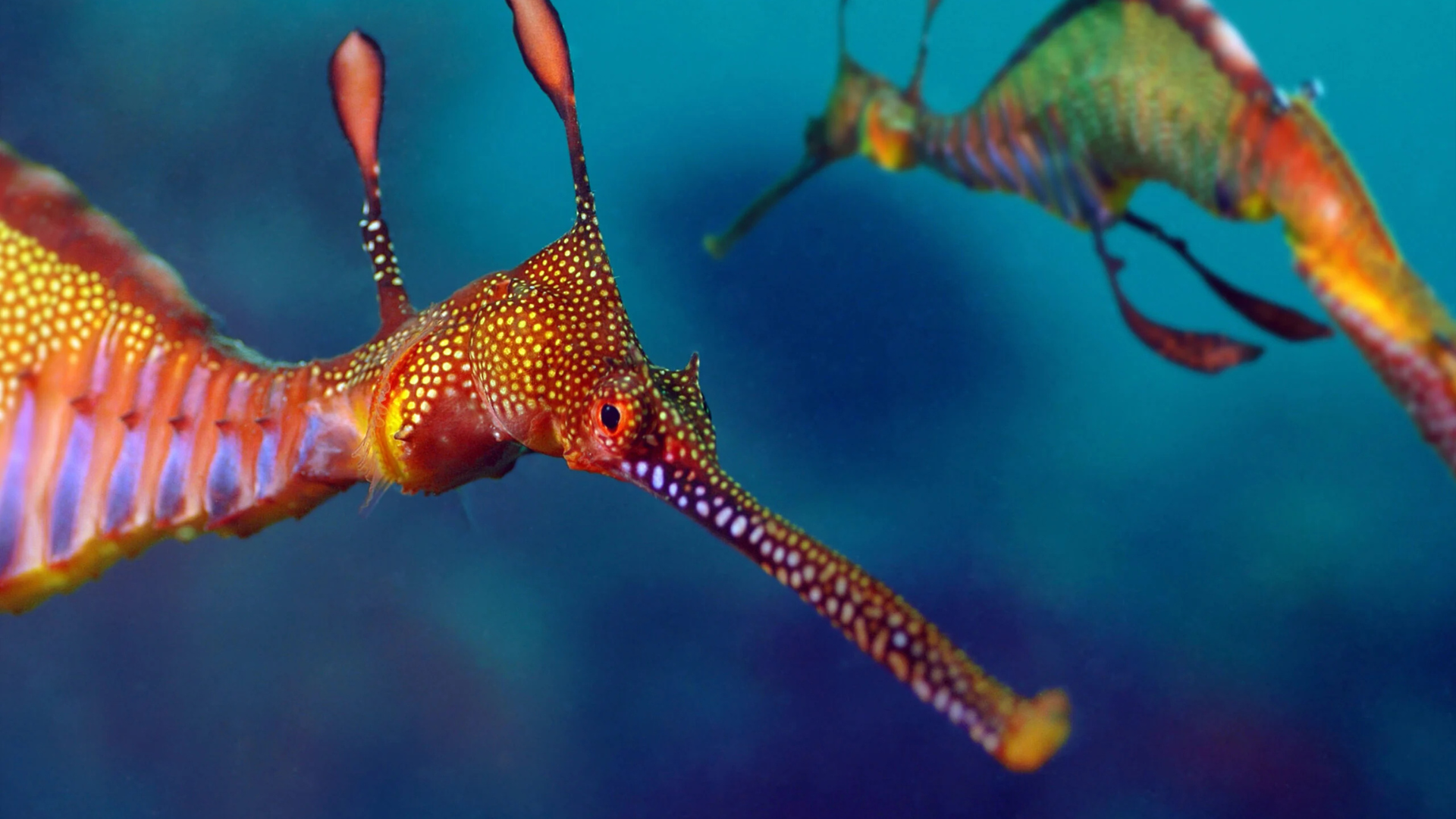 seadragons