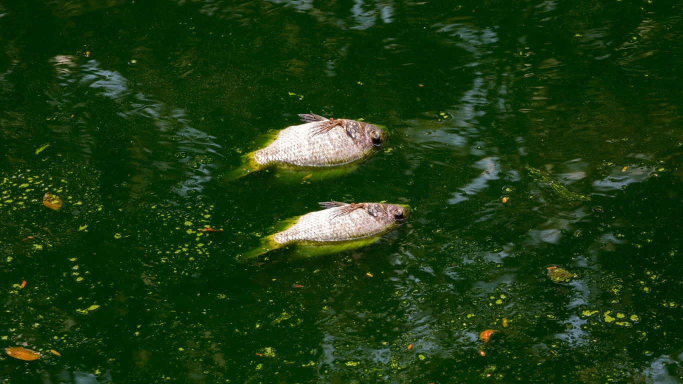 floating_dead_fish