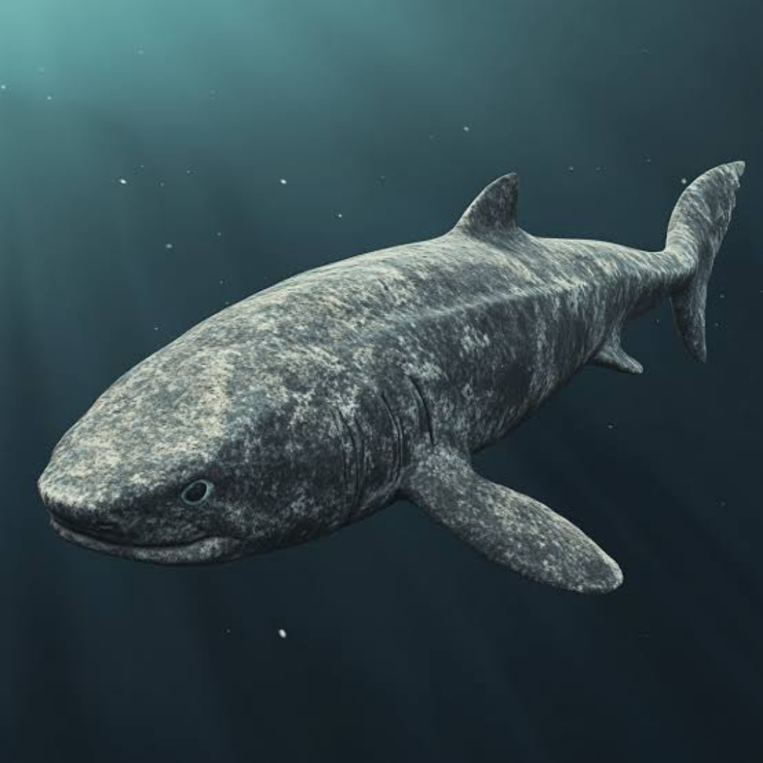 greenland_shark