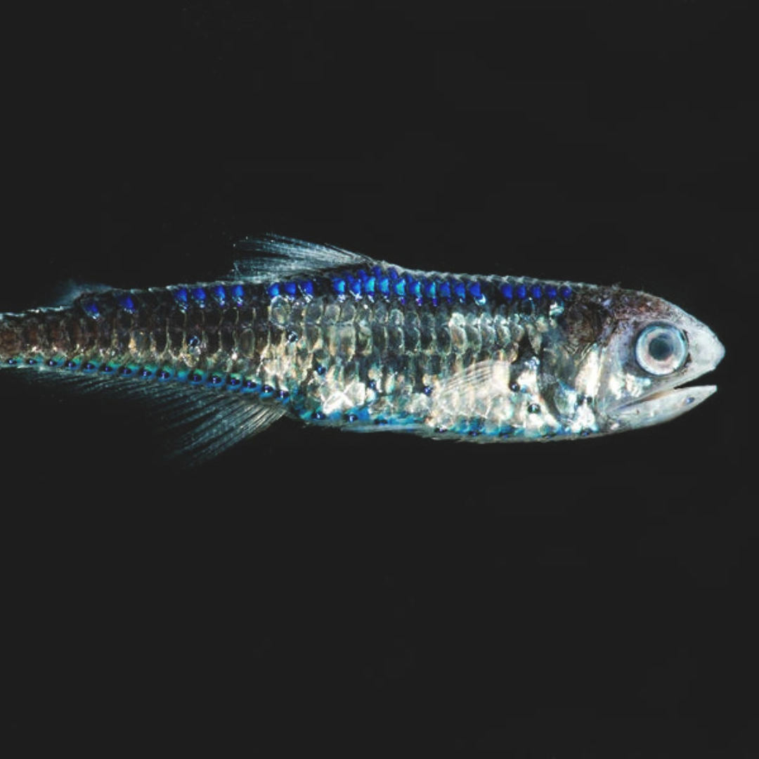 lanternfish