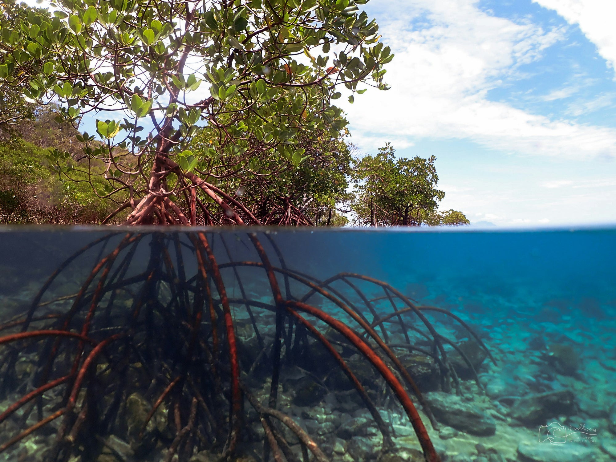 mangrove_underwater