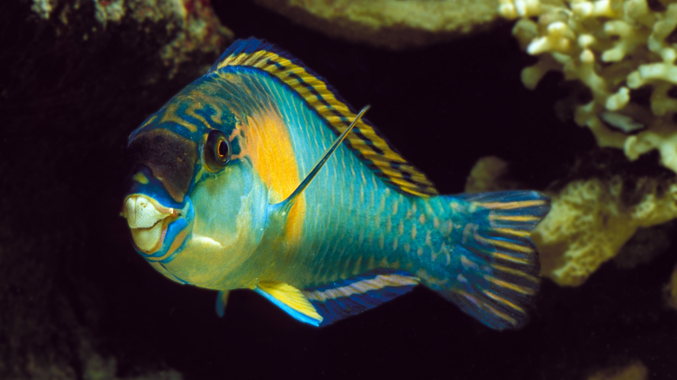 parrot_fish