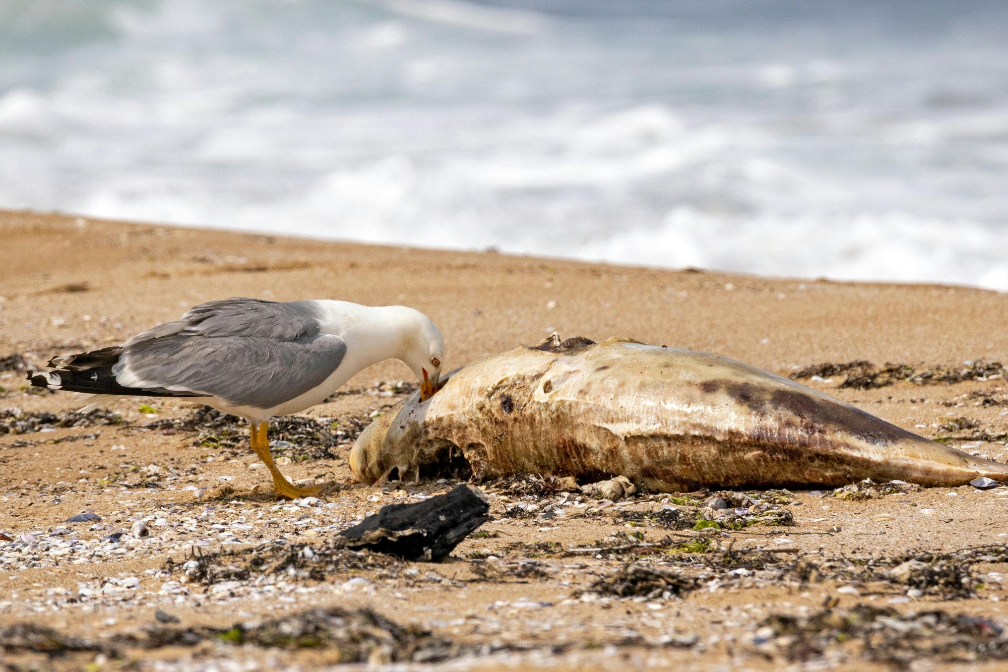 seagull eating dead fish