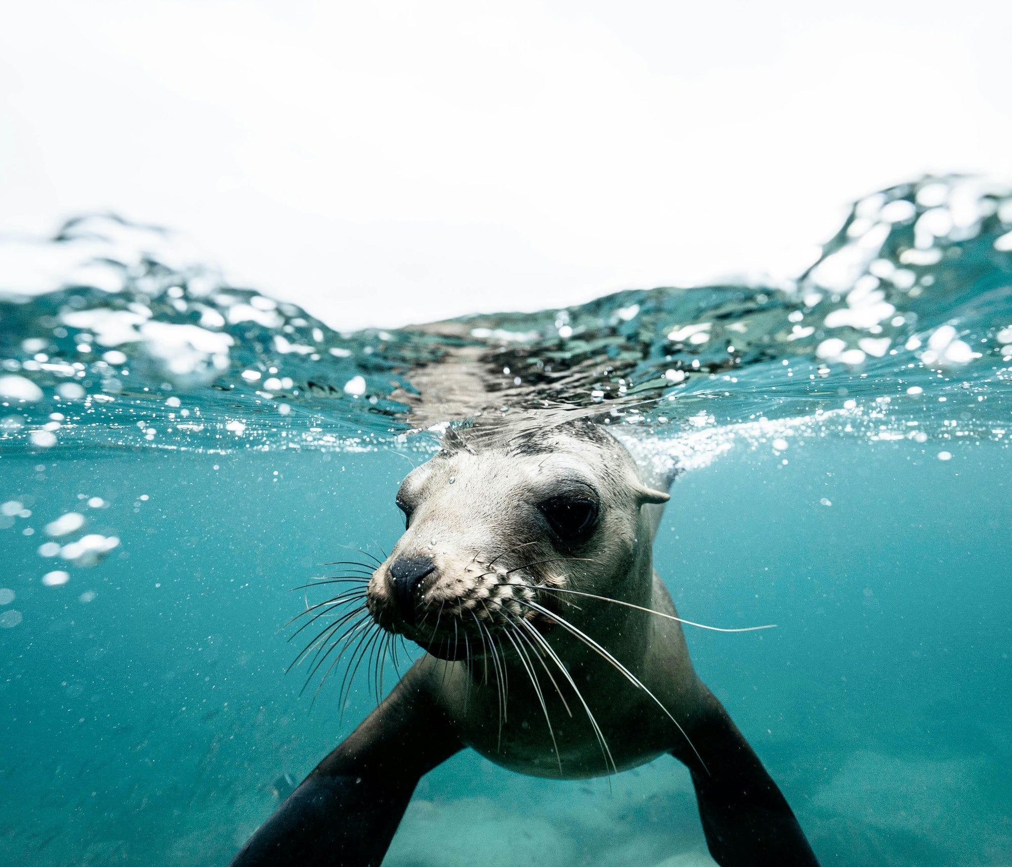 Seal under the sea.