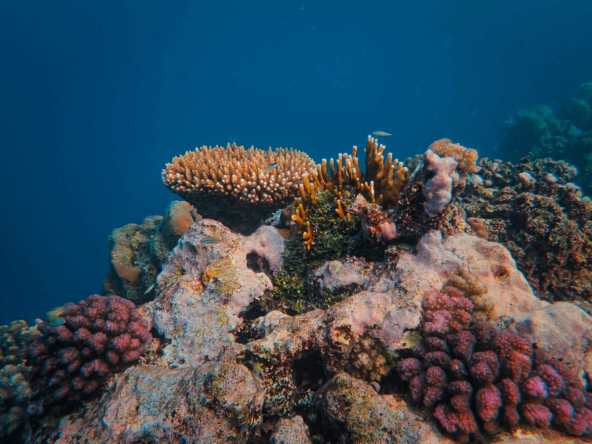 Vibrant Coral reef underwater.