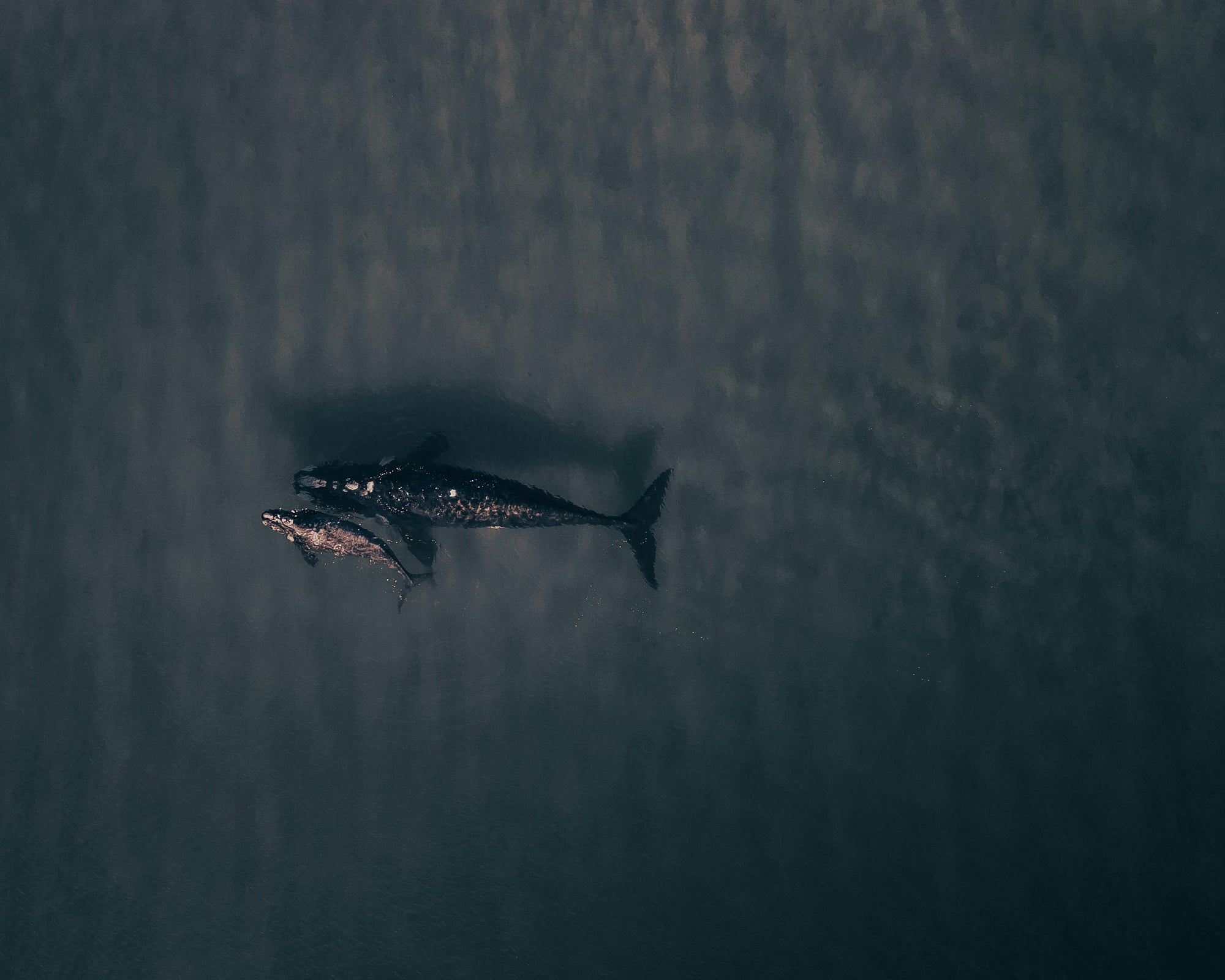 Aerial view of a whale and her calm swimming along one another.