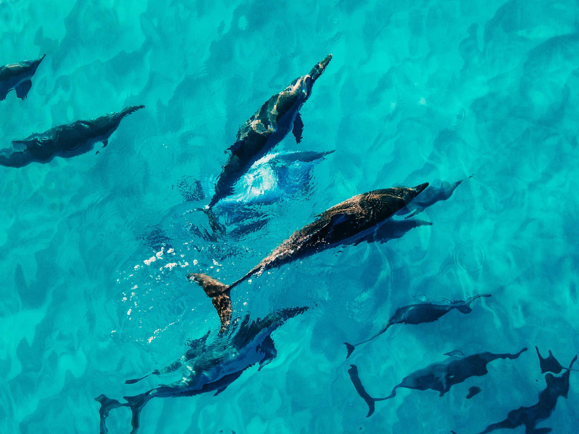 Pod of dolphins swimming underwater. Aerial view.