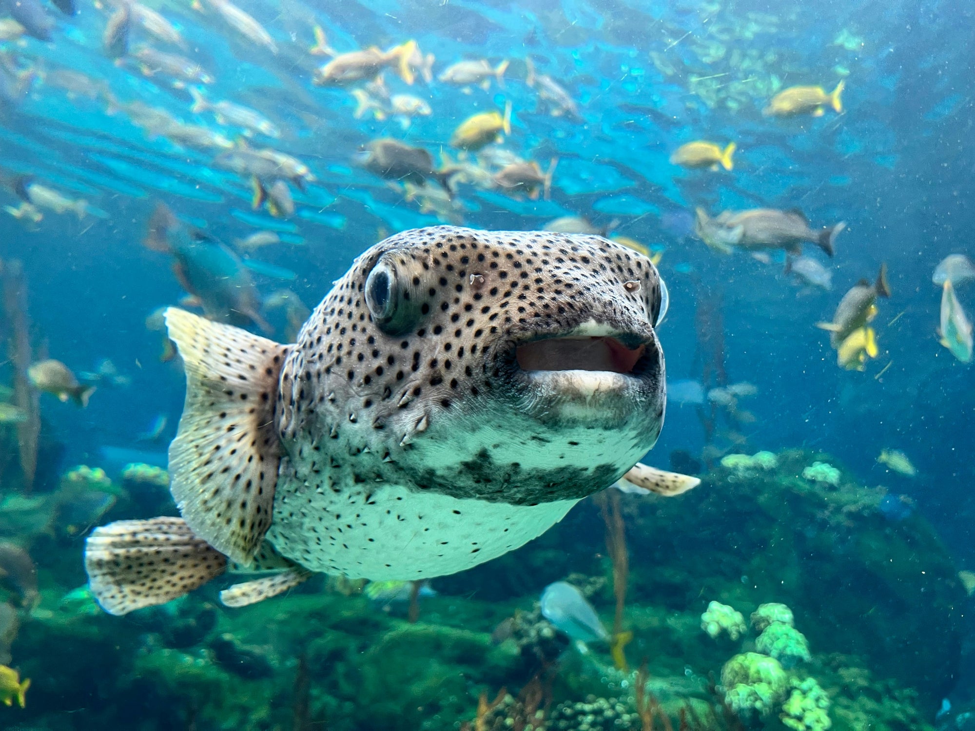 pufferfish_ecosystem_connector