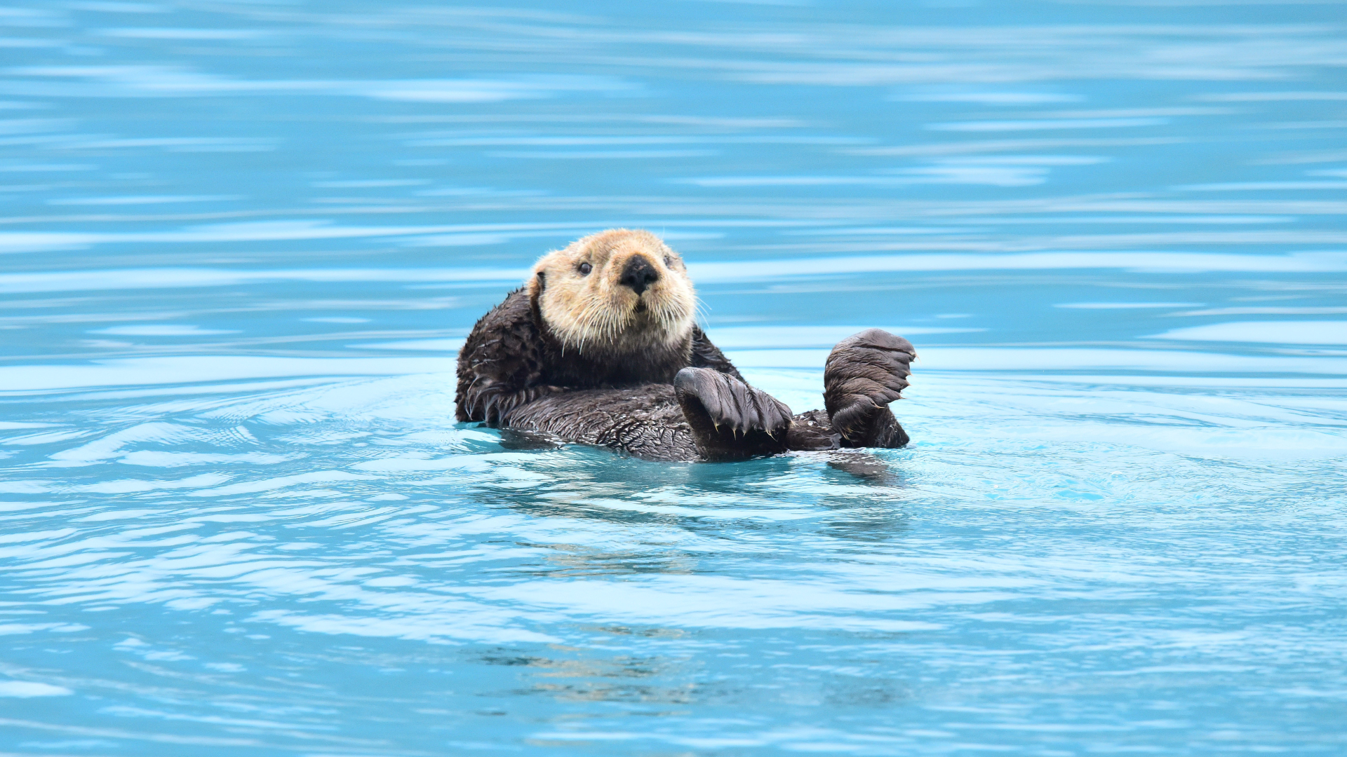 sea_otter