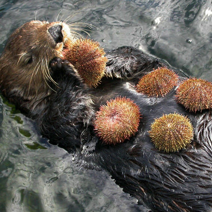 sea_otter_sea_urchins_on_belly