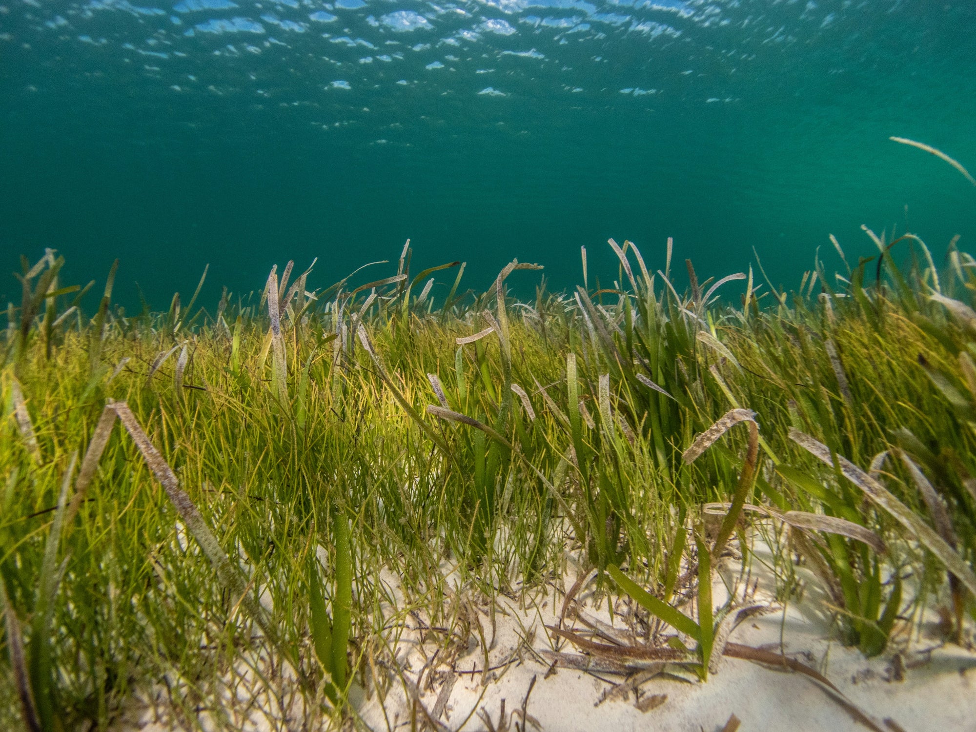 seagrass_ecological_role