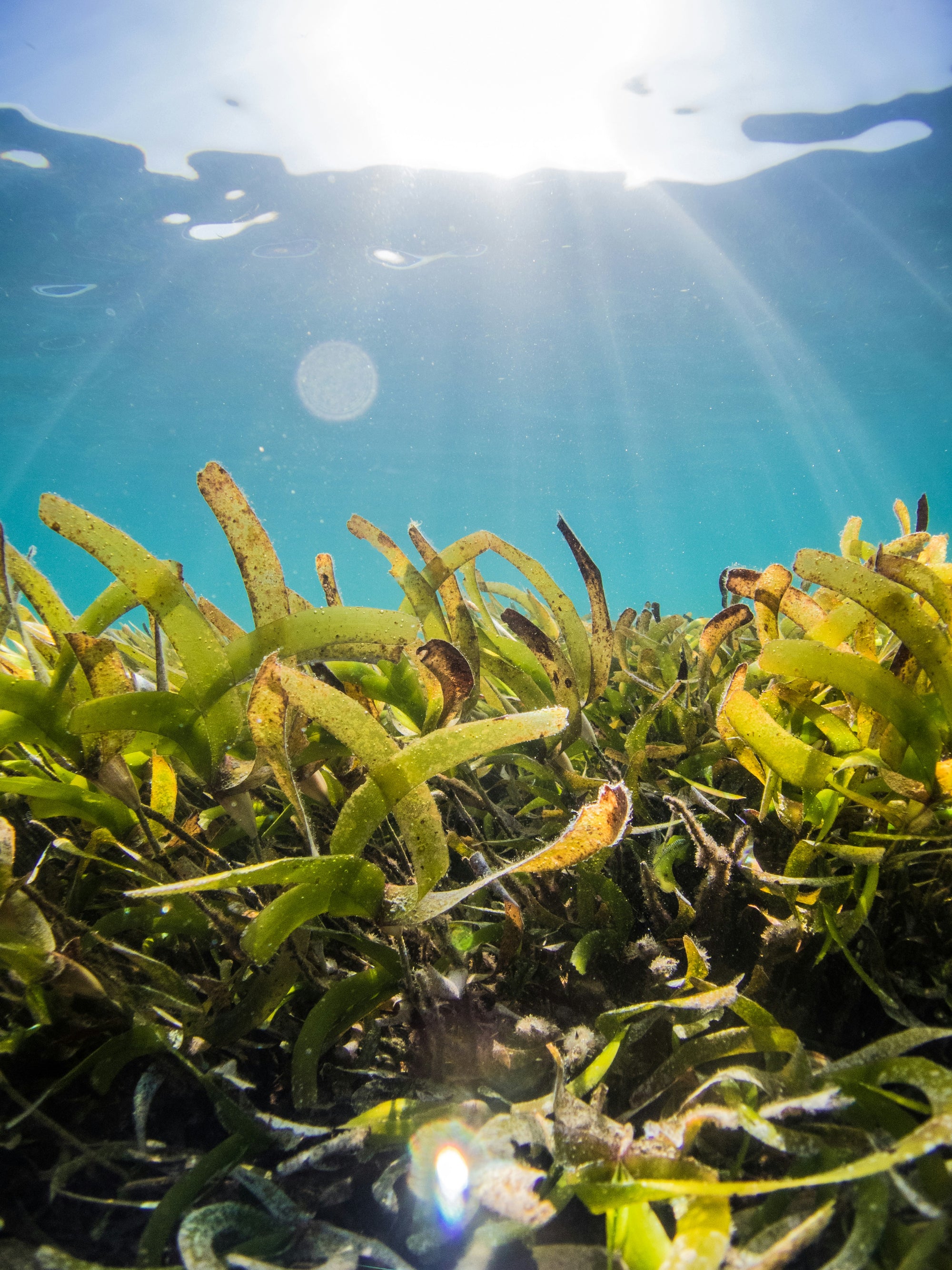 seagrass_meadow