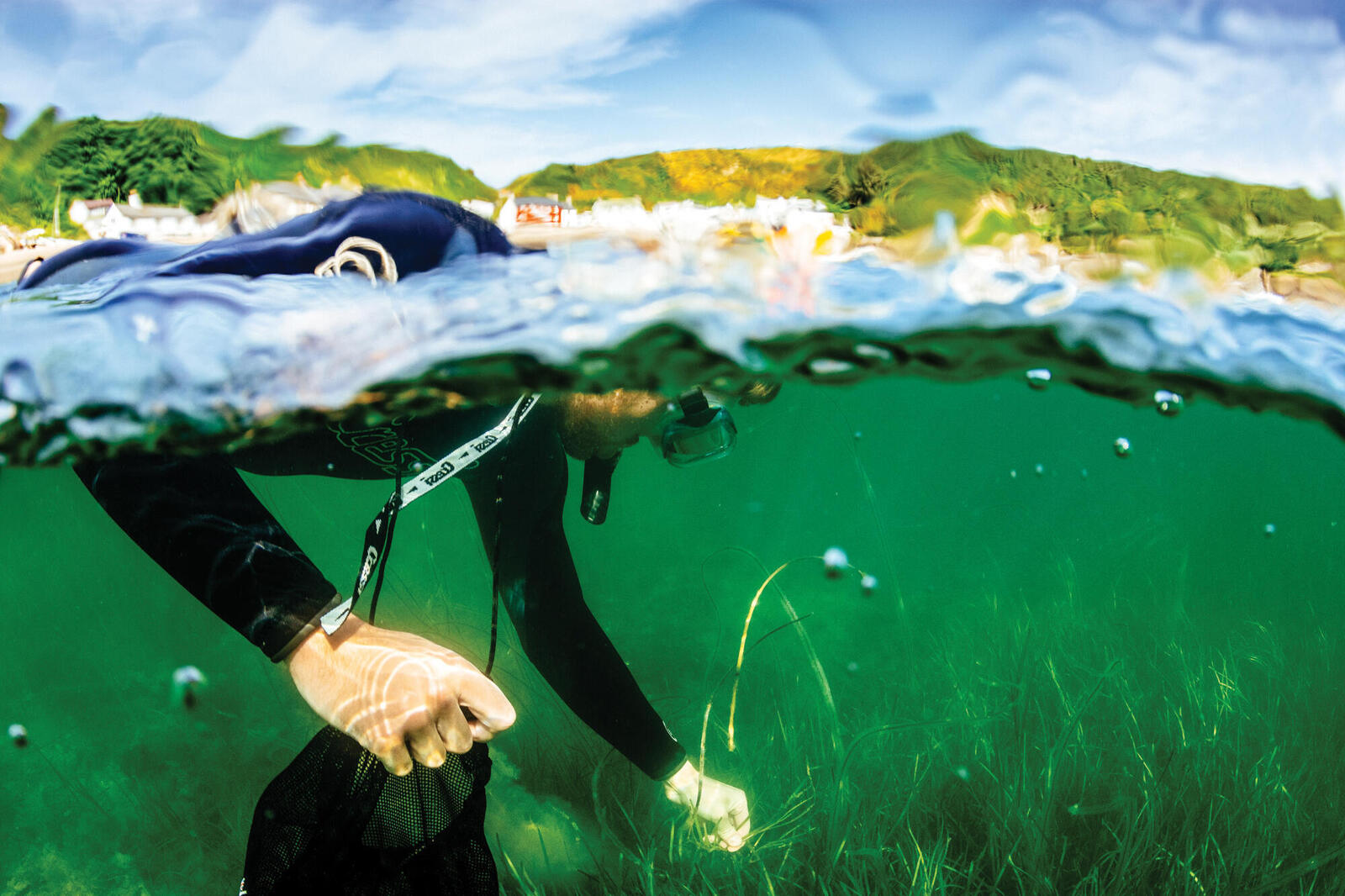 seagrass_restoration_project
