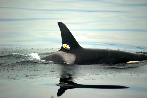 tagged_killer_whale