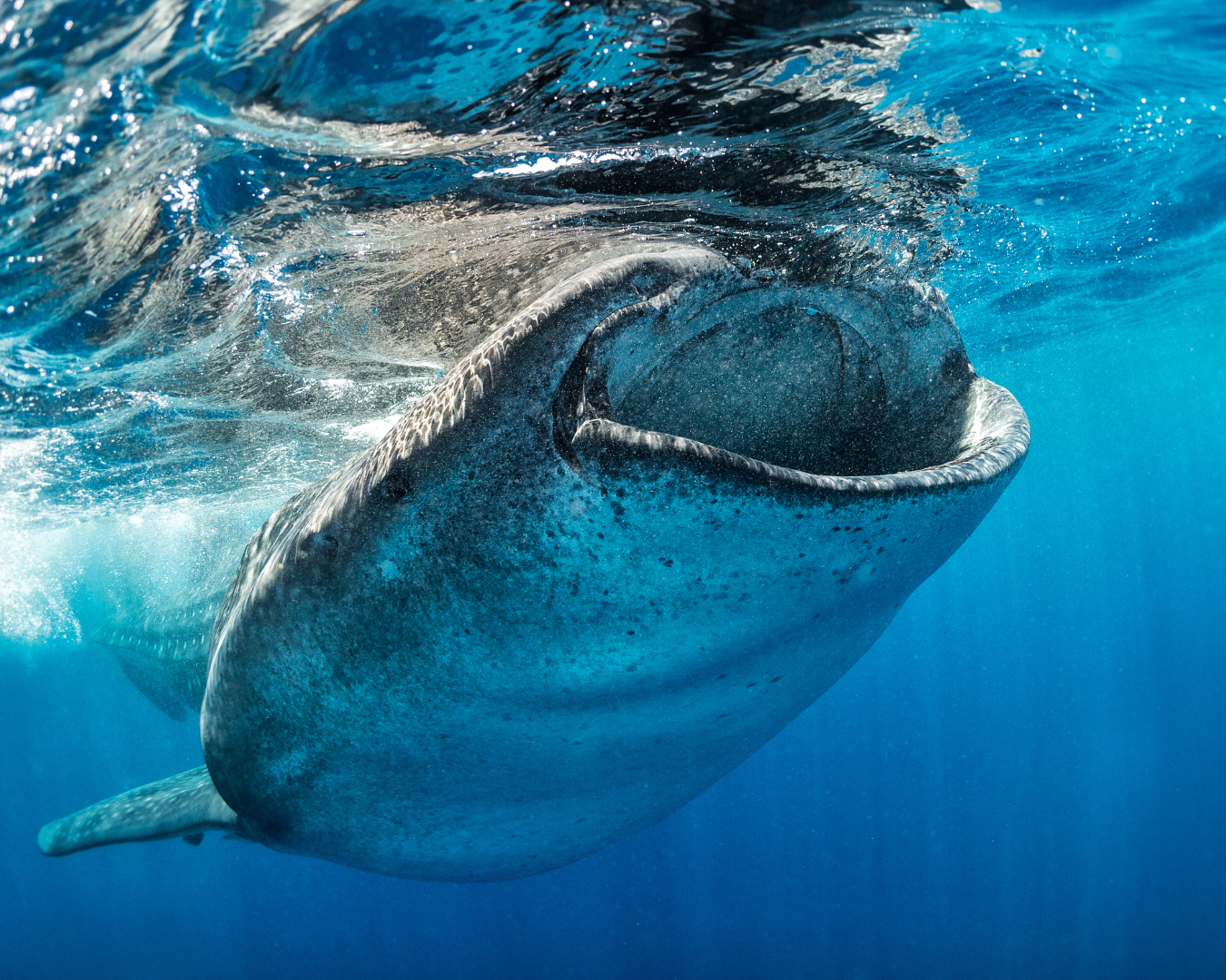 whale_shark_open_mouth