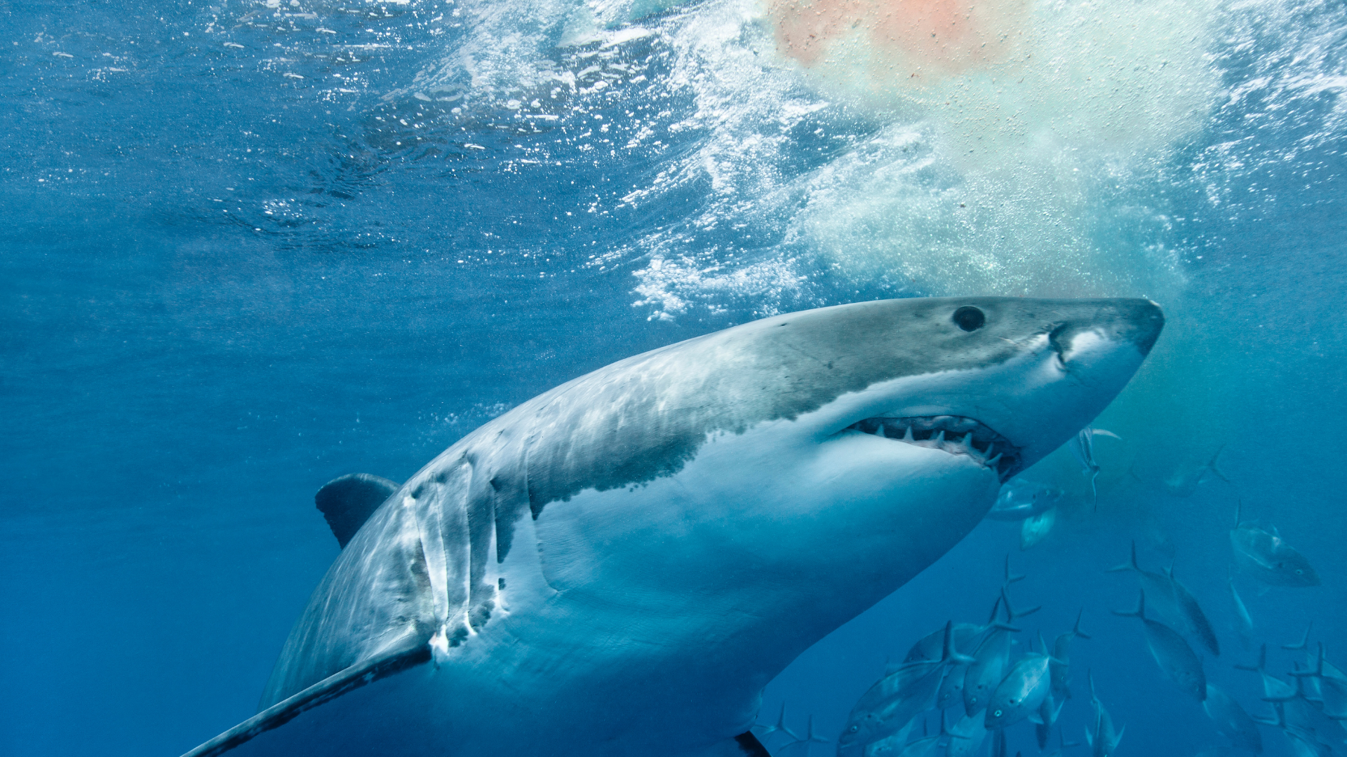Can Sharks Really Smell a Drop of Blood From Miles Away?
