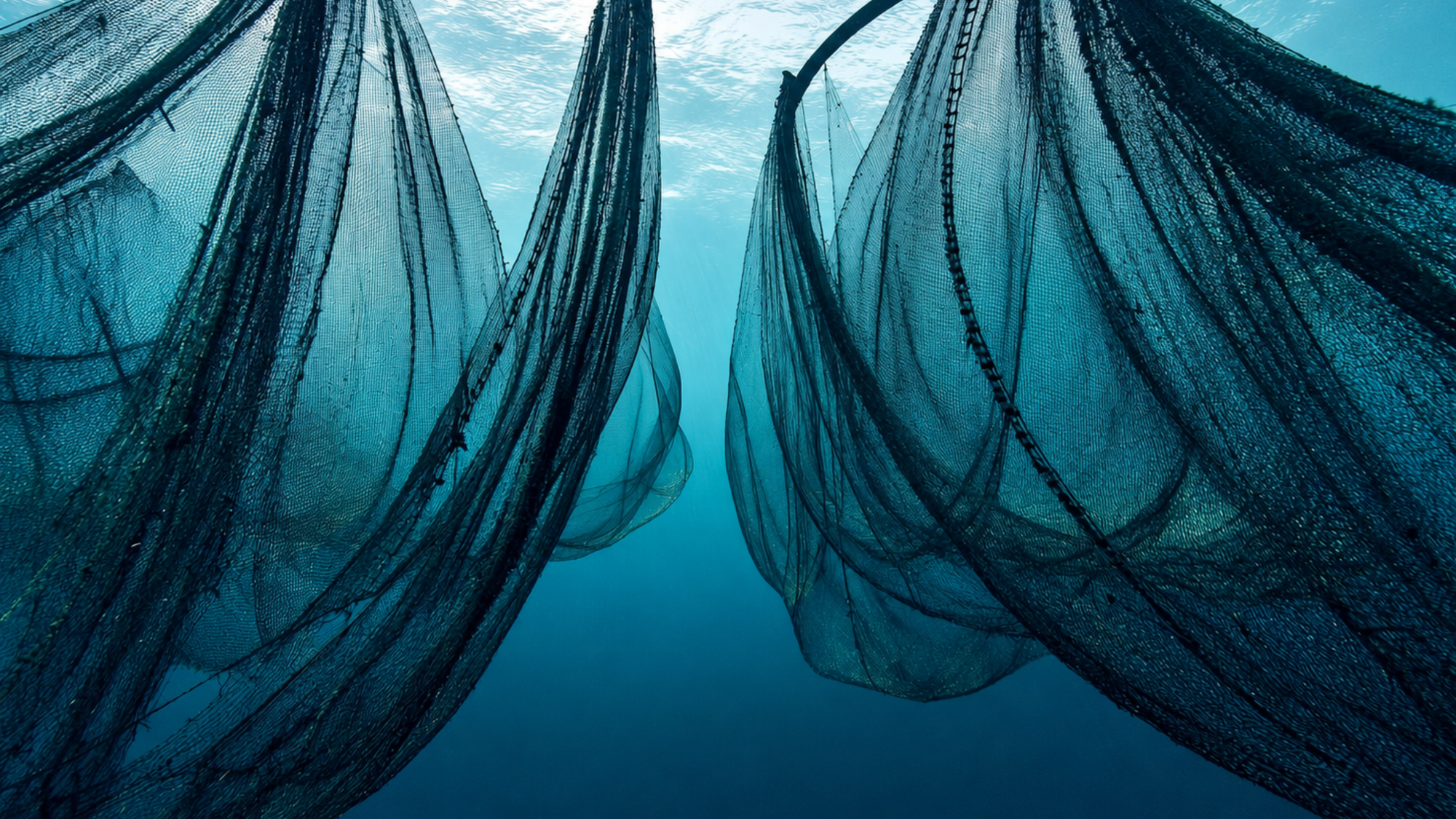 Ghost Gear: The Fishing Nets That Never Stop Fishing